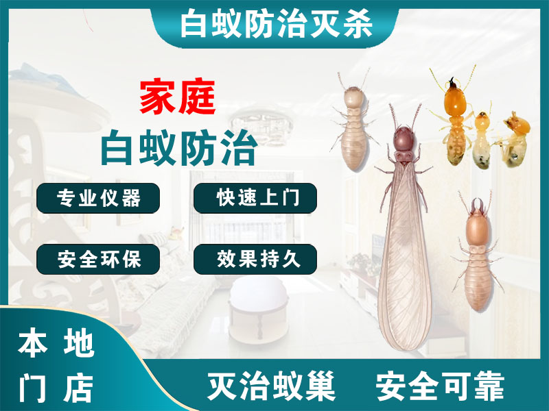 镇江家庭白蚁防治